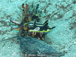 Flamboyant Cuttlefish having their ritual courtship by Bimbo Yangco 